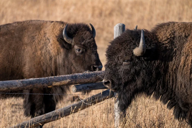 Bison Conservation in the Greater Yellowstone Ecosystem | Restore Wild ...
