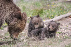 Grizzly Bear Conservation in Greater Yellowstone | Protecting Bears