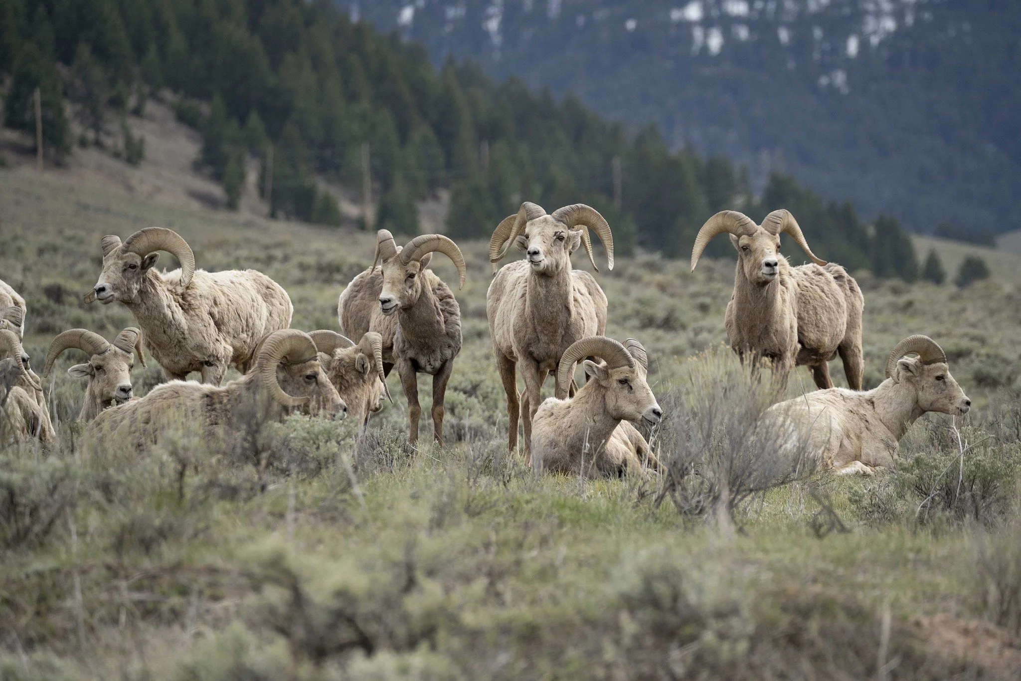 Grand Targhee Expansion Decision Will Harm Teton Wildlife