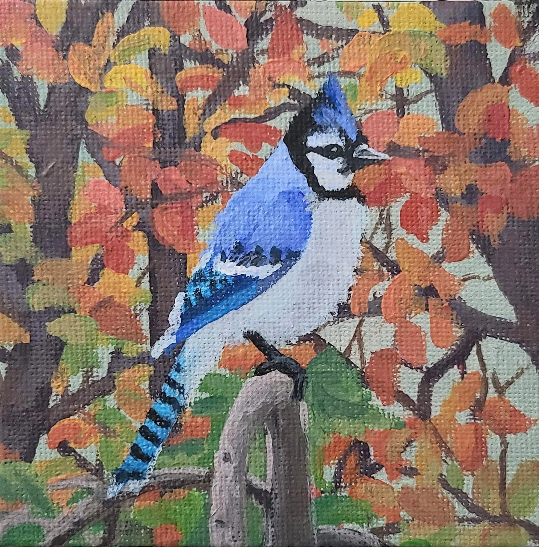 Blue Jay in Fall - acrylic on canvas - 4x4 in. 2024