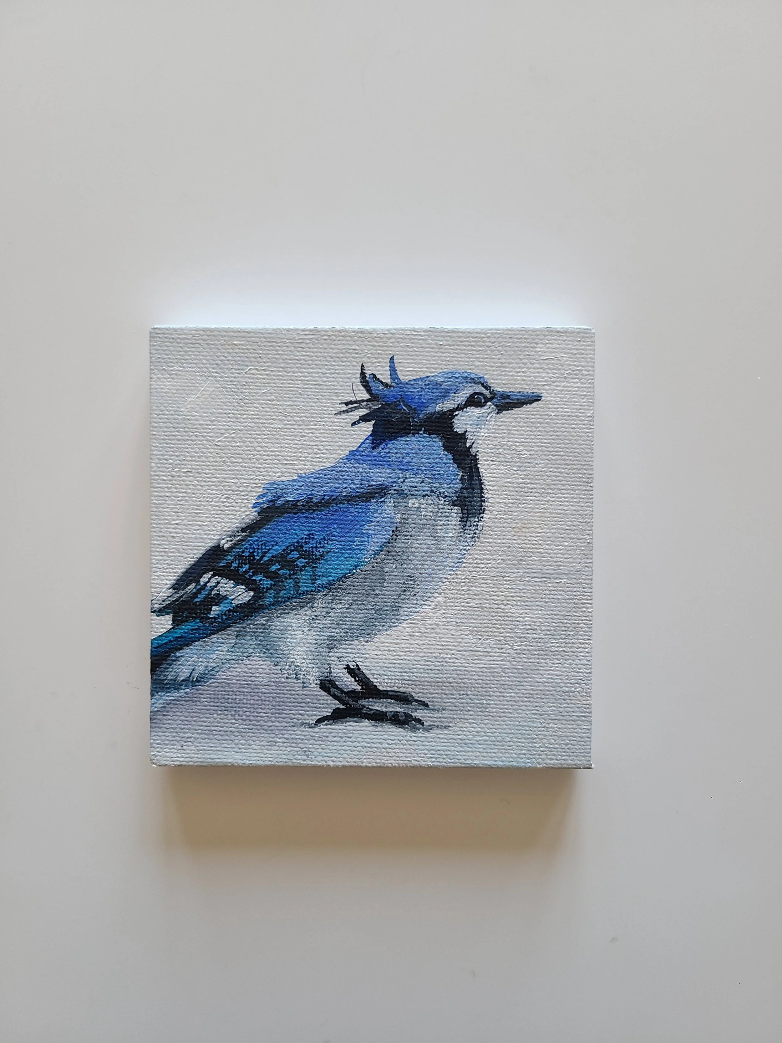 Blue Jay - acrylic on canvas - 4x4 in. 2025