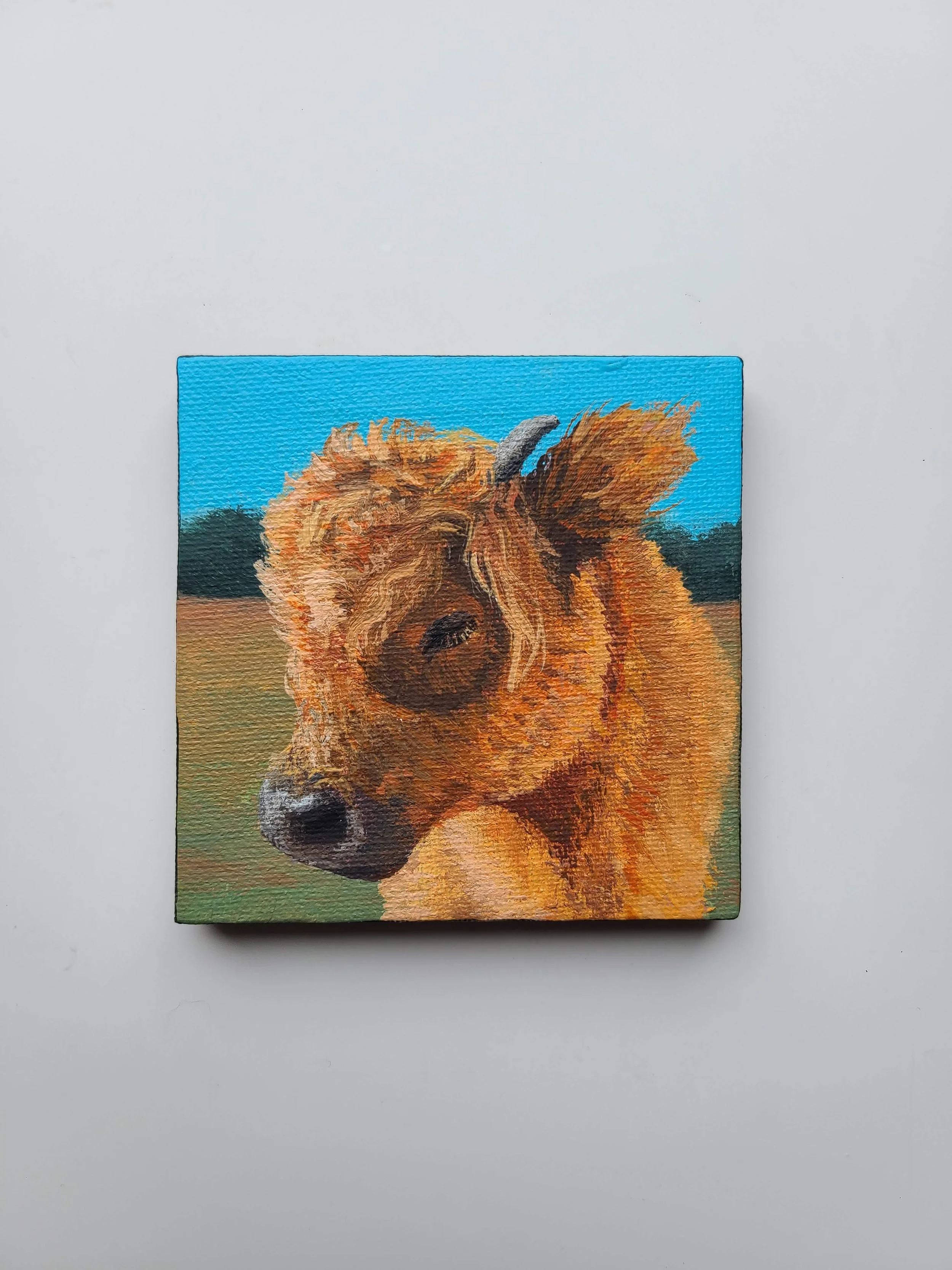 Highland Cow - acrylic on canvas - 4x4 in. 2025