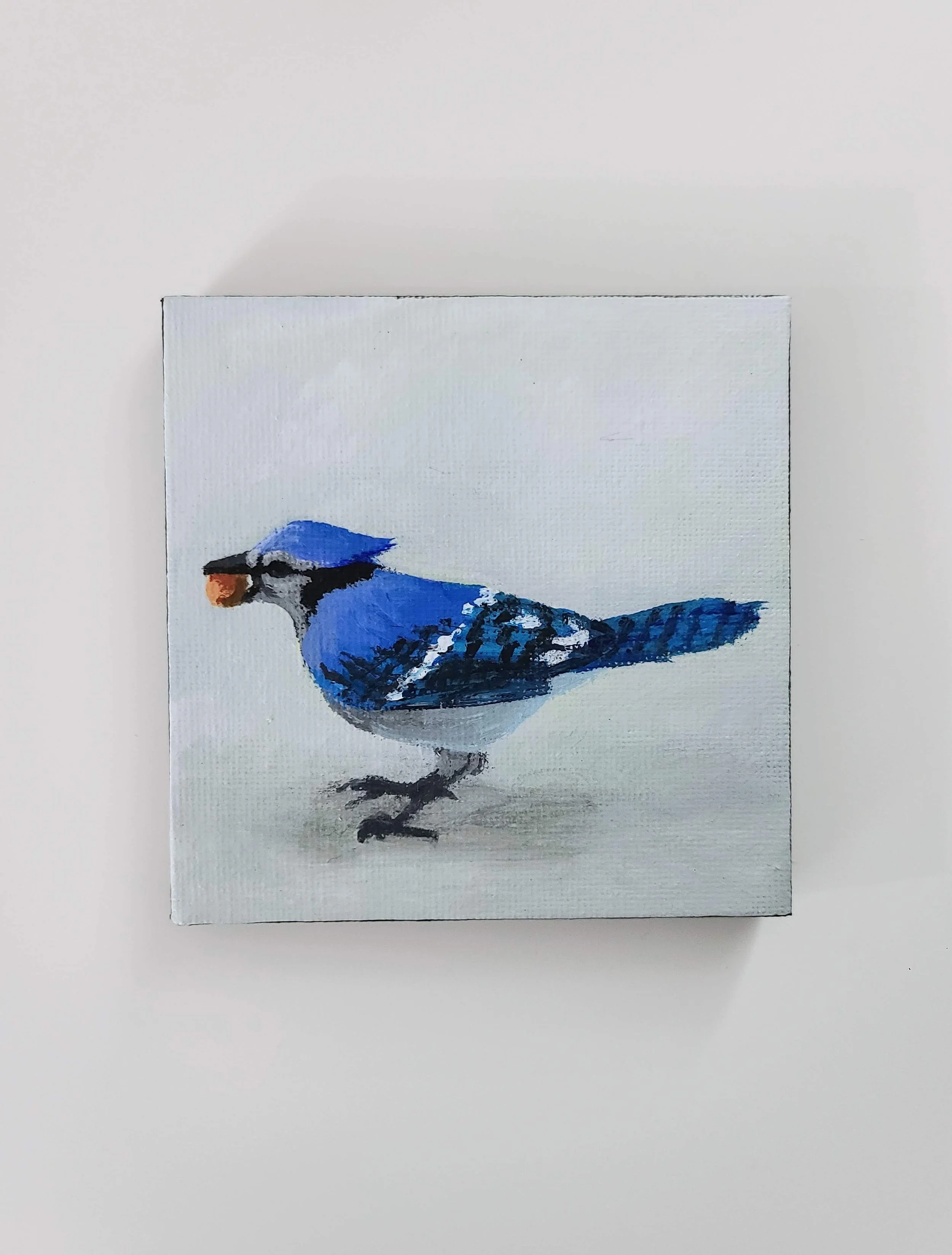 Blue Jay with Peanut - acrylic on canvas - 4x4 in. 2024