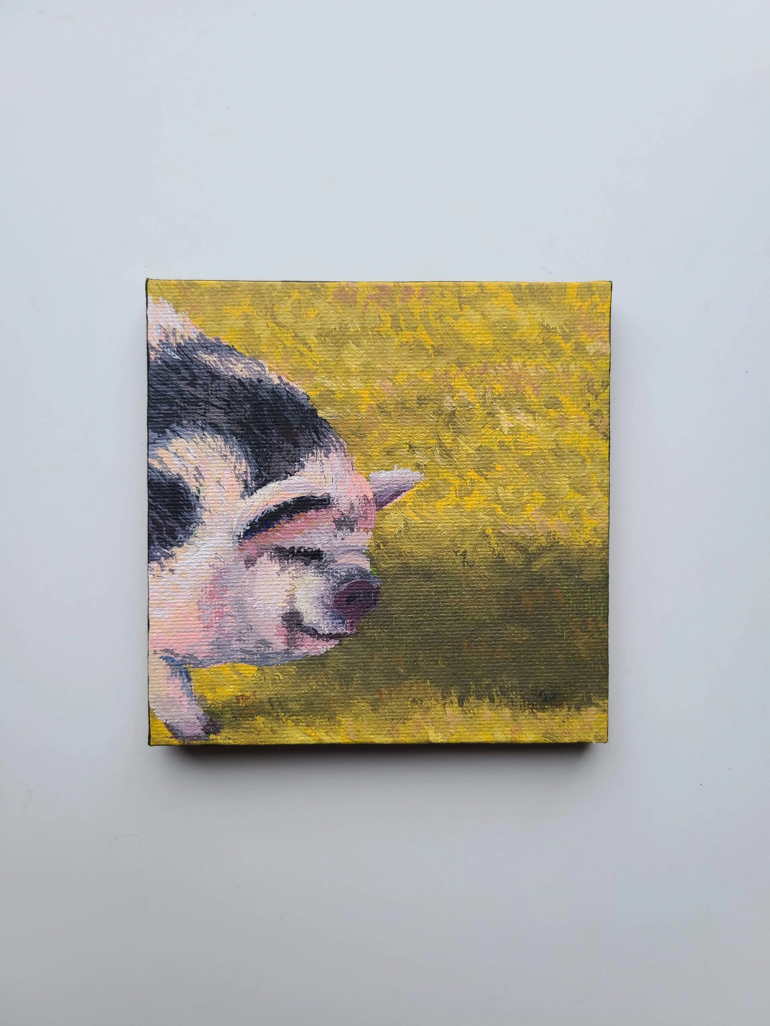 Pig - acrylic on canvas - 4x4 in. 2025