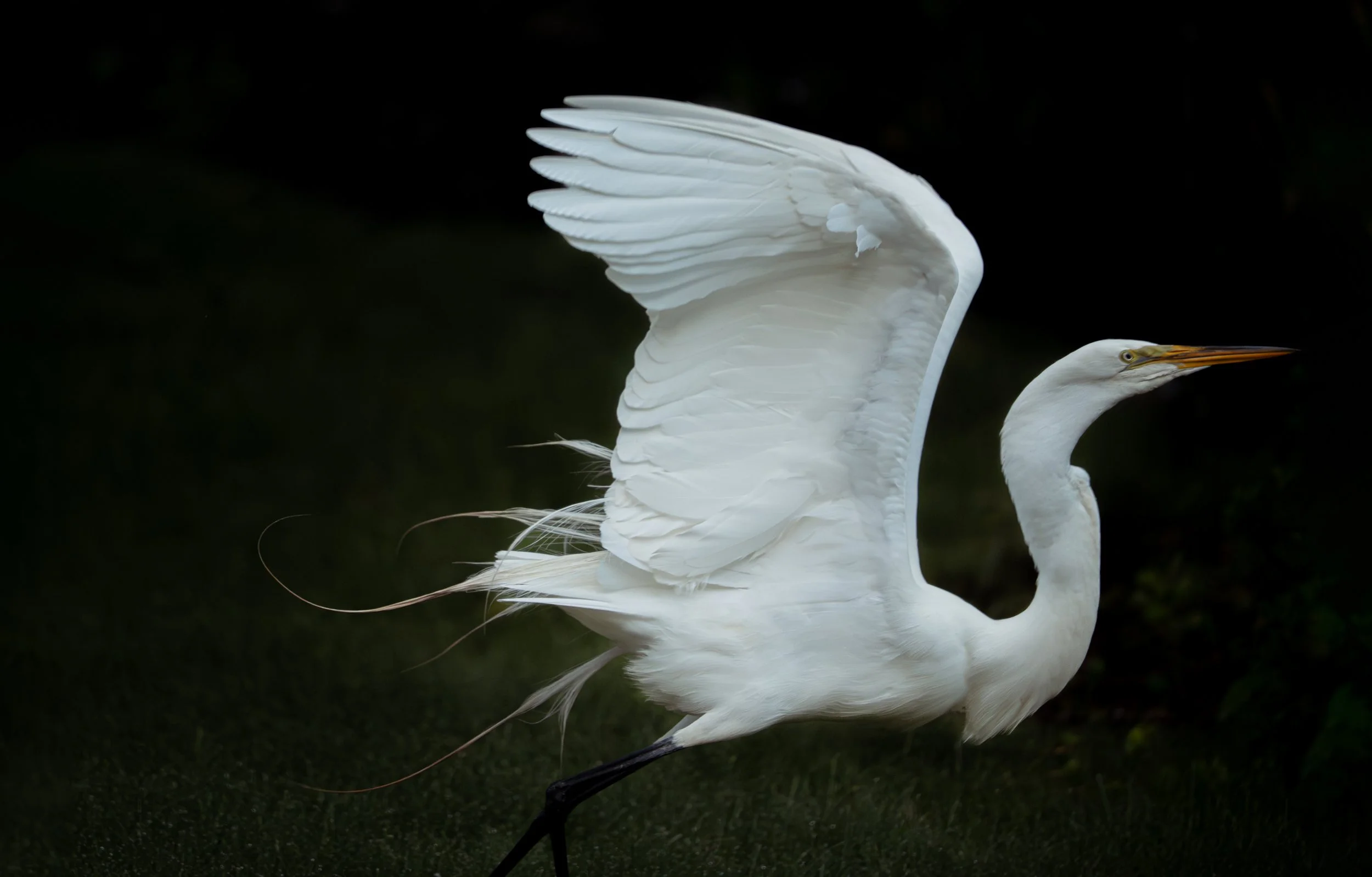 DSC_0105-2-Edit.JPG