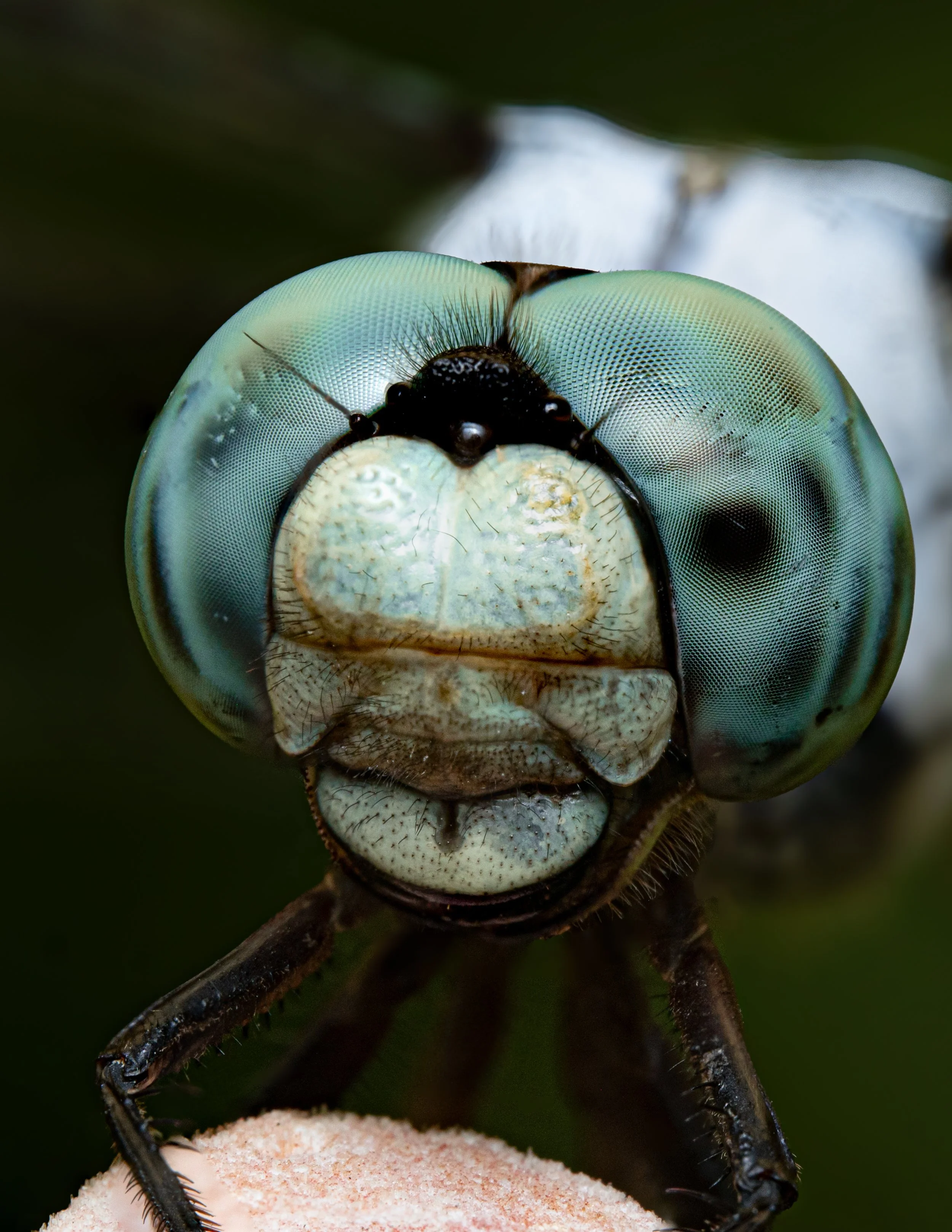 _DSC5101-2-Edit-2.JPG