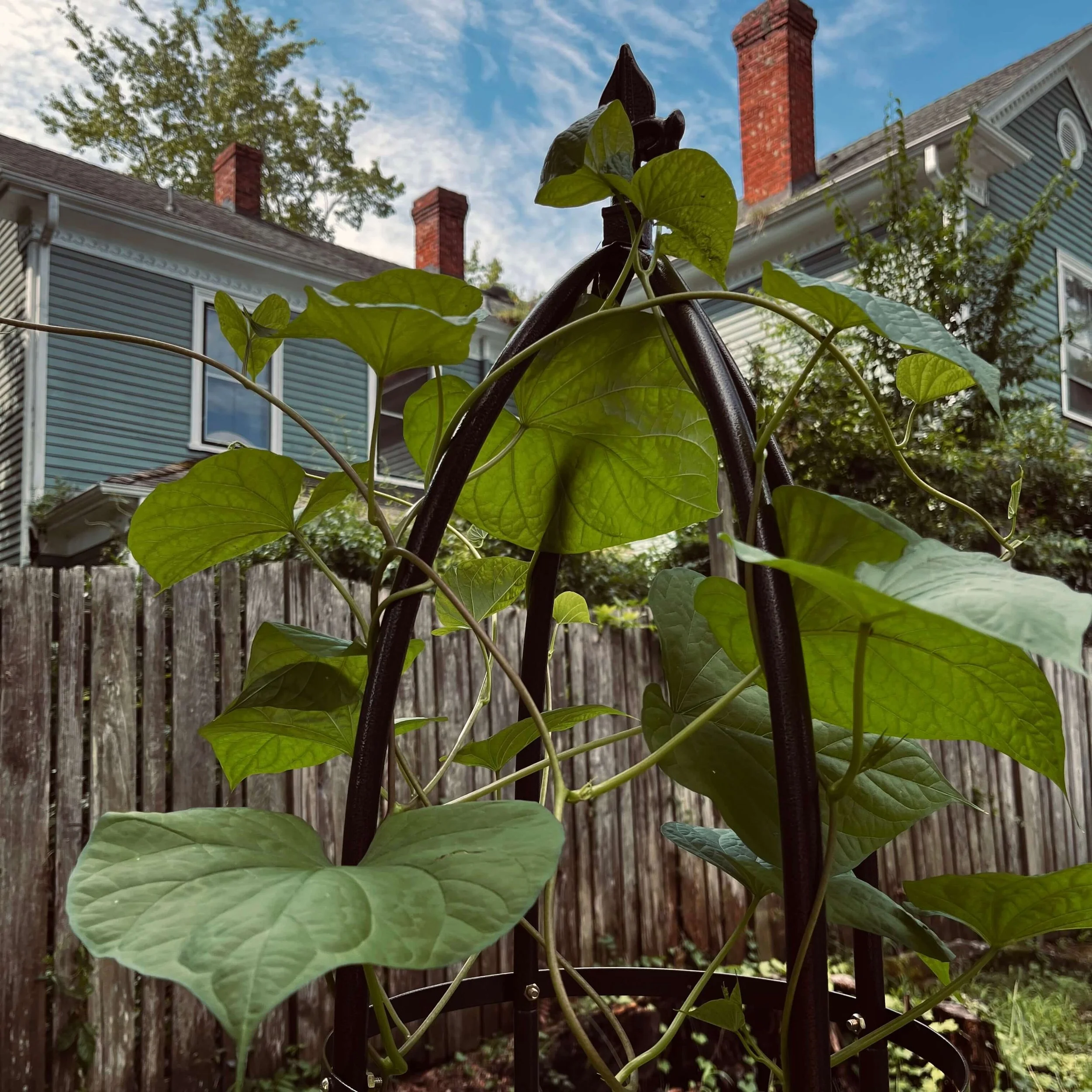 Moonflower Is Moonflowering