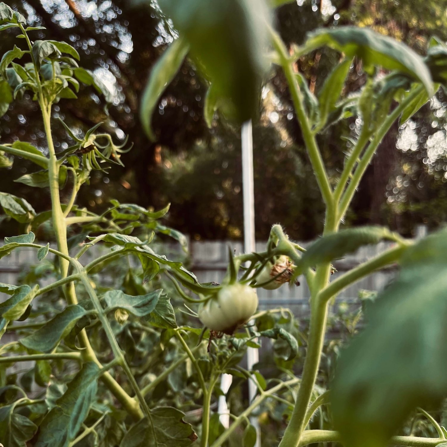 Small green unripe tomato growing on a bushy tomato plant vine in a Greensboro, NC garden with blurred trees in the background.