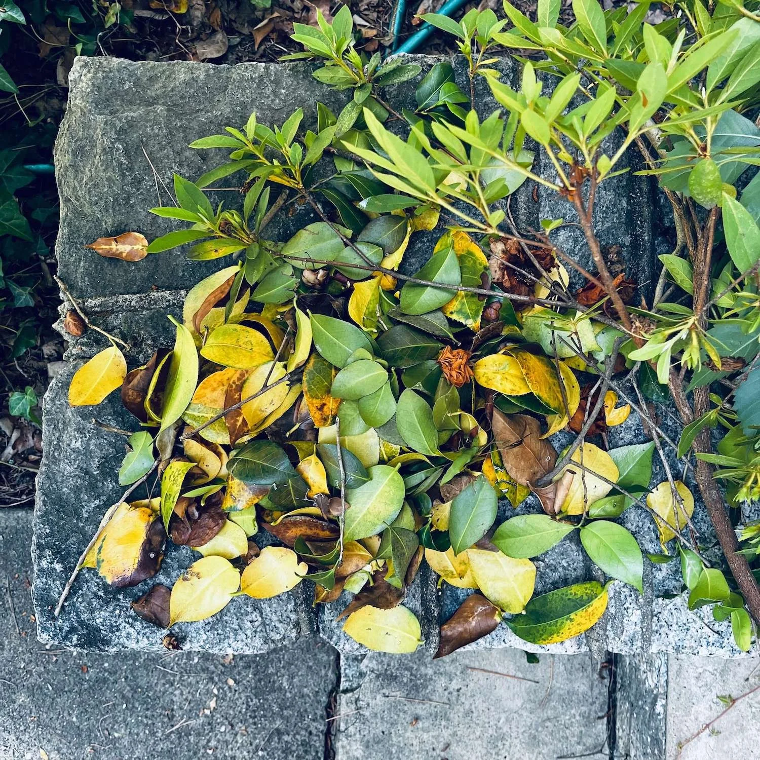 A Little Camellia Tending