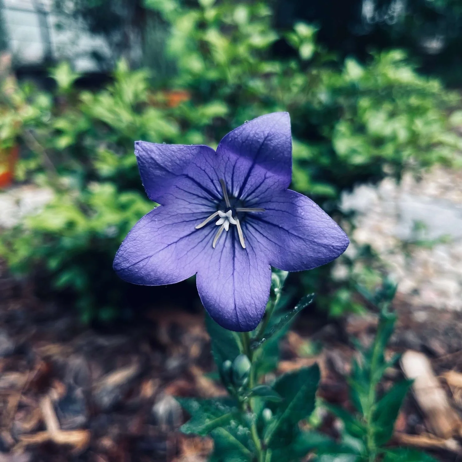 Another Garden Surprise