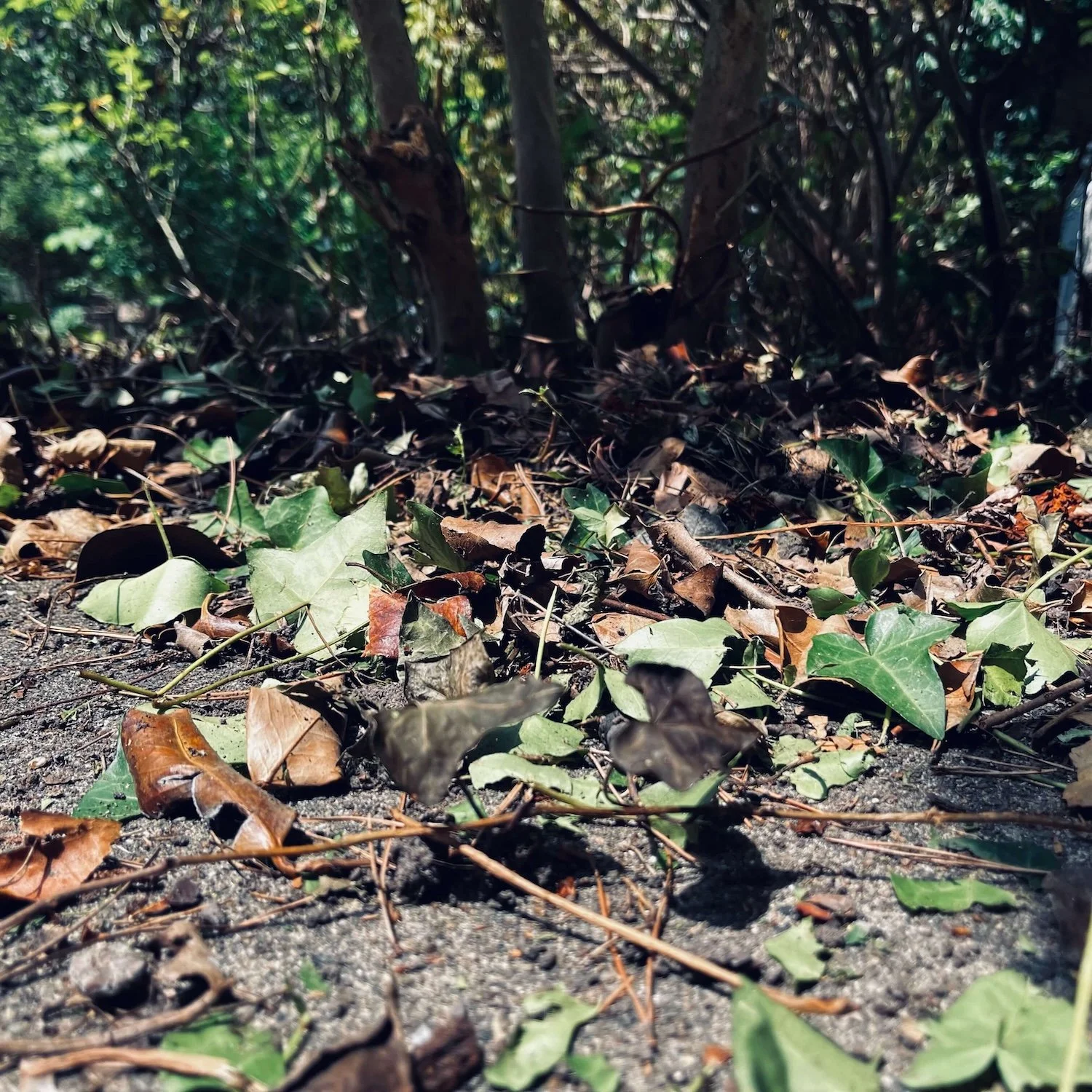 Out with the Ivy