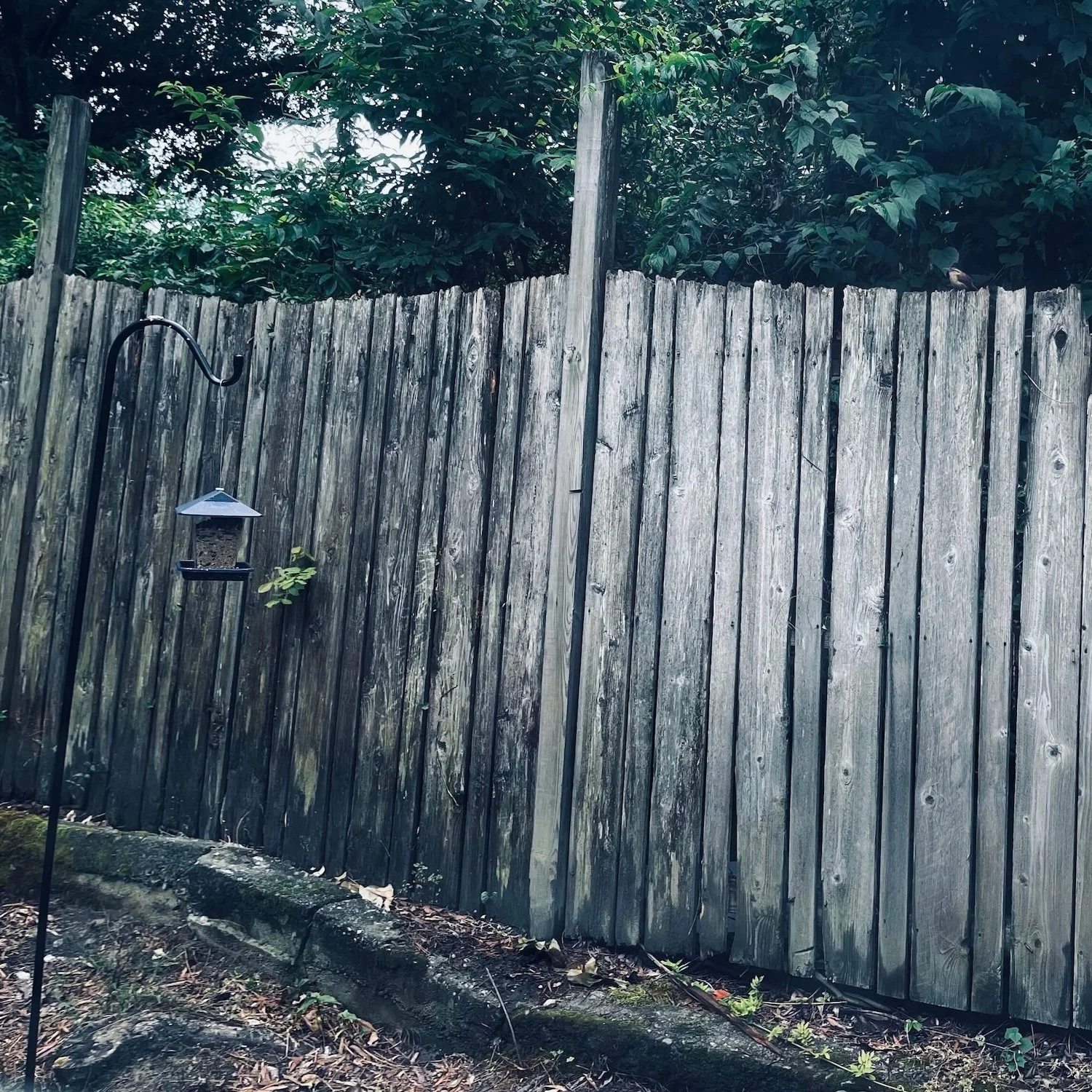 Wren on a Fence