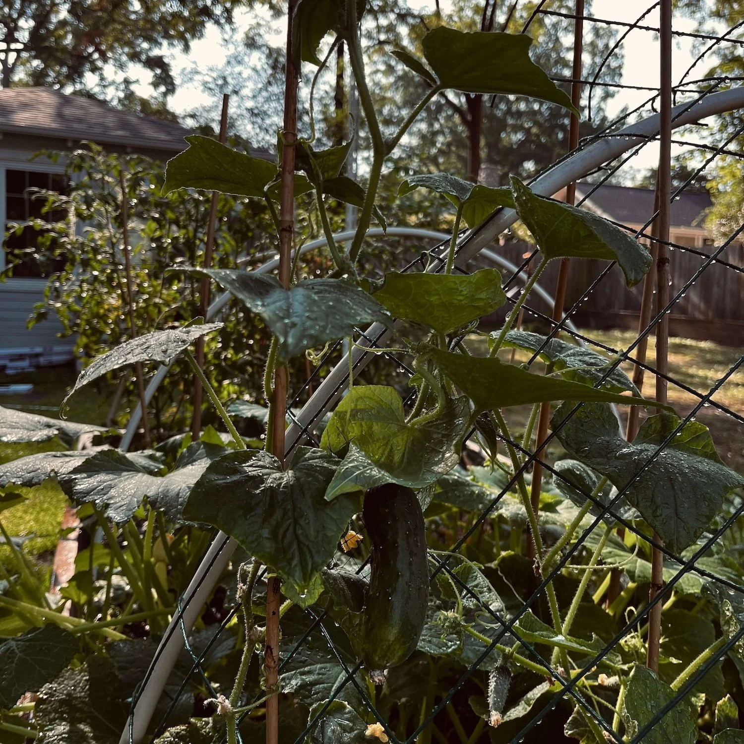 A vibrant green cucumber hangs from a leafy vine climbing up a wire mesh garden trellis, with morning dew glistening on the leaves under soft sunlight in a Greensboro backyard garden.