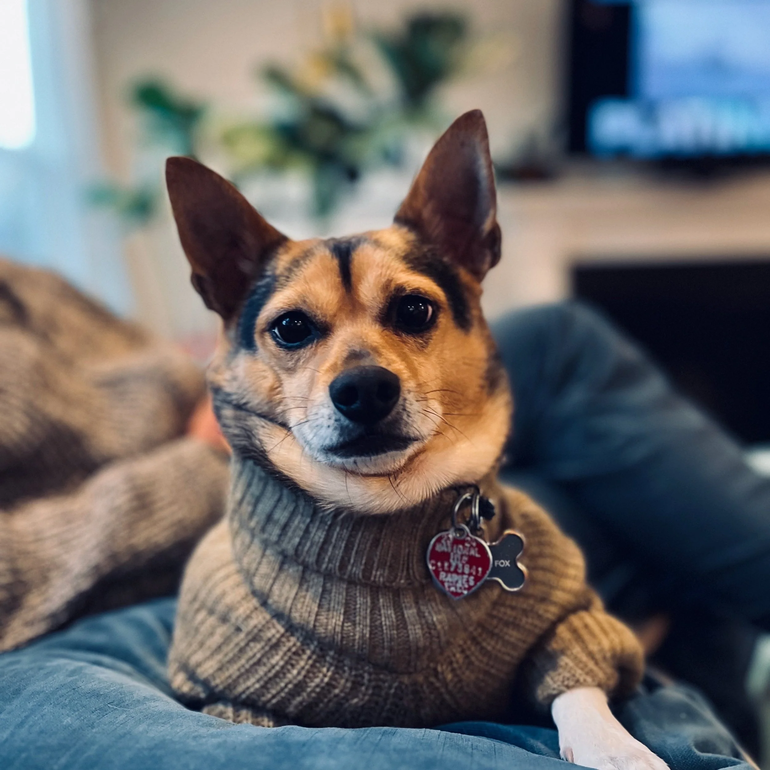 Fox,  small brown and black dog with large, pointed ears, sits on a sofa, wearing a cozy tan turtleneck sweater. Fox is looking directly at the camera with a tag visible on his collar.