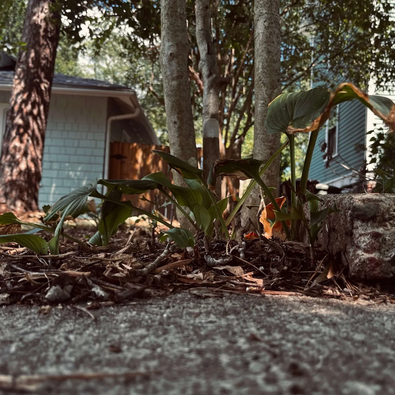 Hostas growing in the shaded south Greensboro garden bed along the treeline, surrounded by natural leaf and bark mulch and tree trunks.
