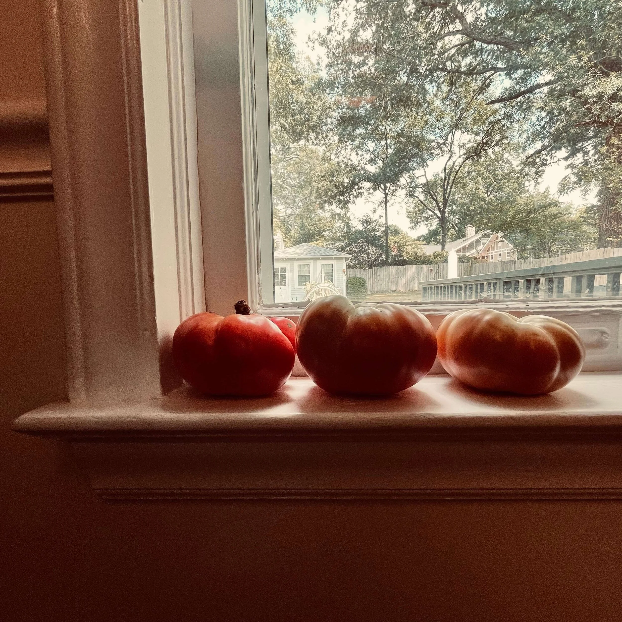 First (Not Our) Garden Tomatoes
