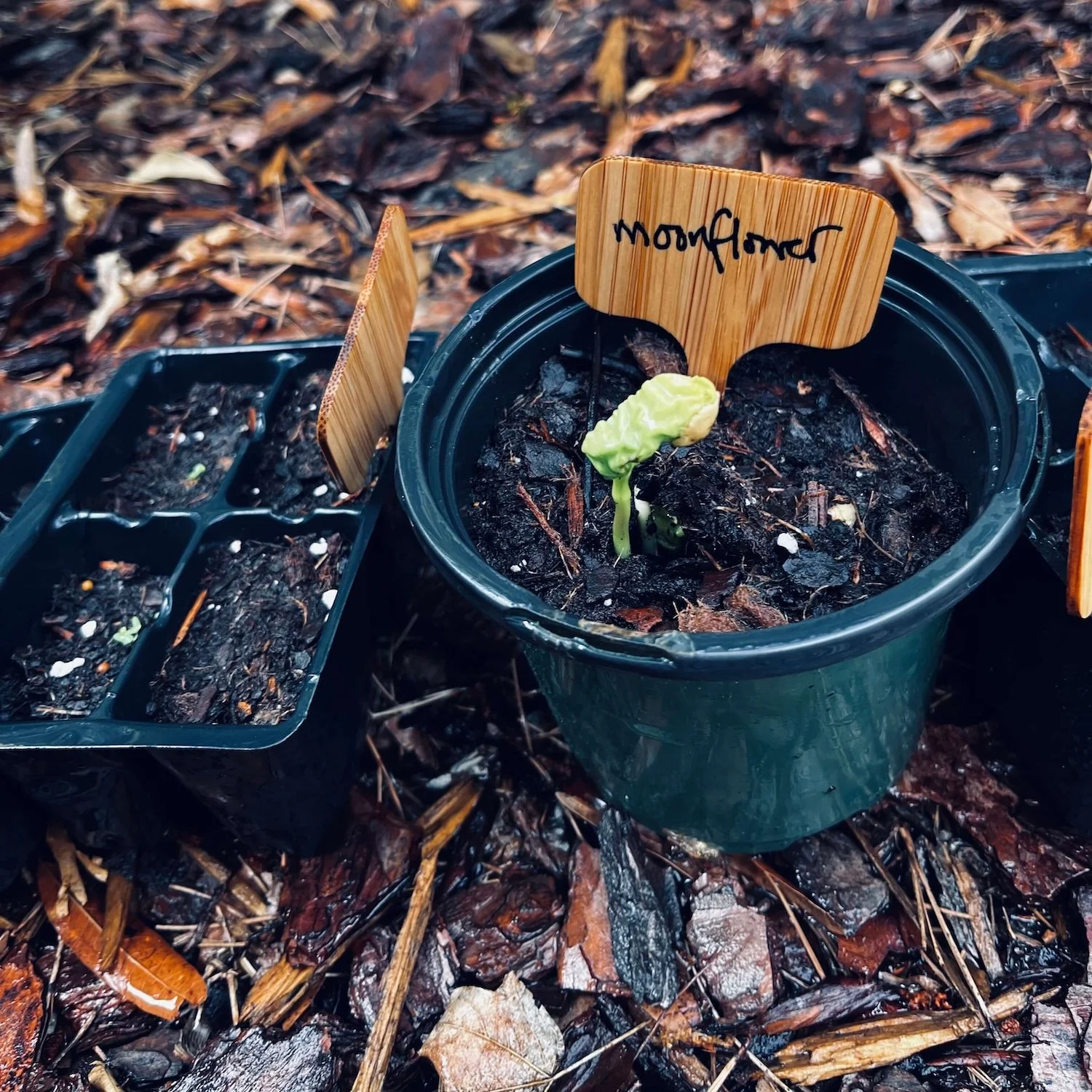 A moonflower seedling sprouting in a starter pot on mulch, part of a summer garden setup in Greensboro, North Carolina.