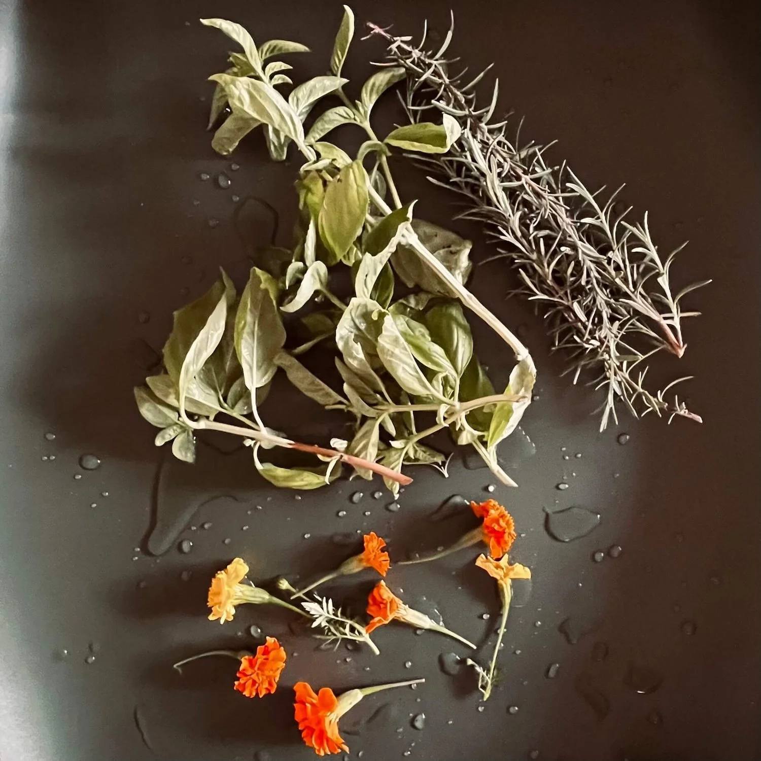 Freshly washed sprigs of green basil, aromatic rosemary, and bright orange and yellow marigold flower heads glistening with water droplets on a dark green potting mat in a Greensboro bungalow.