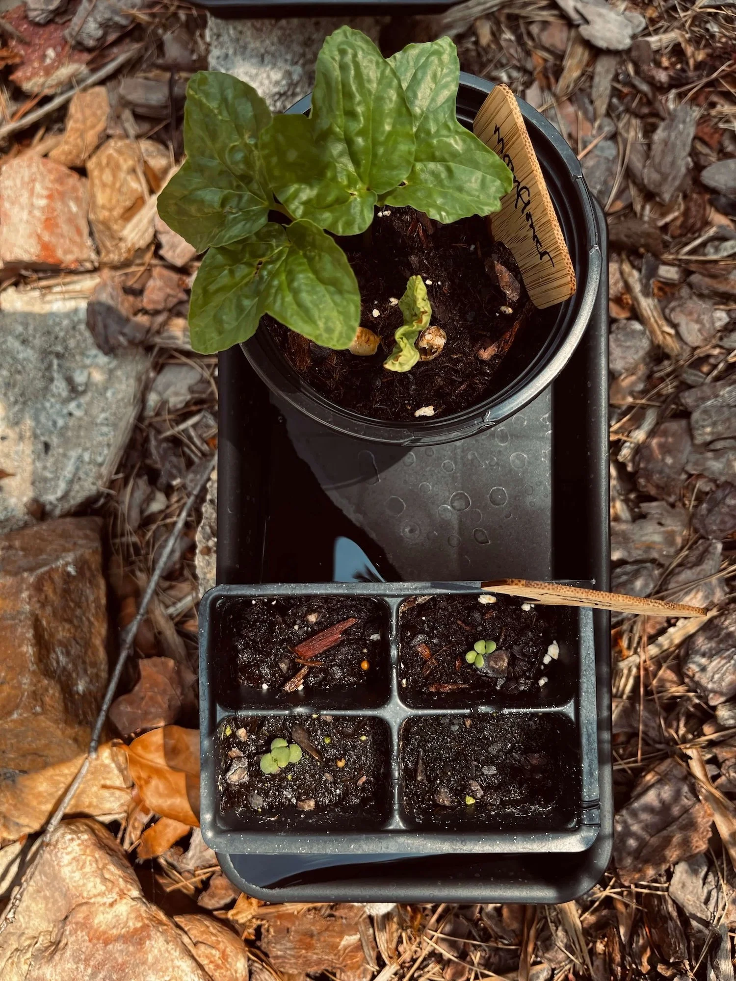 A top-down view of a black plastic seedling tray containing young moonflower and garden sage sprouts pushing through dark soil in a mulched Greensboro yard.