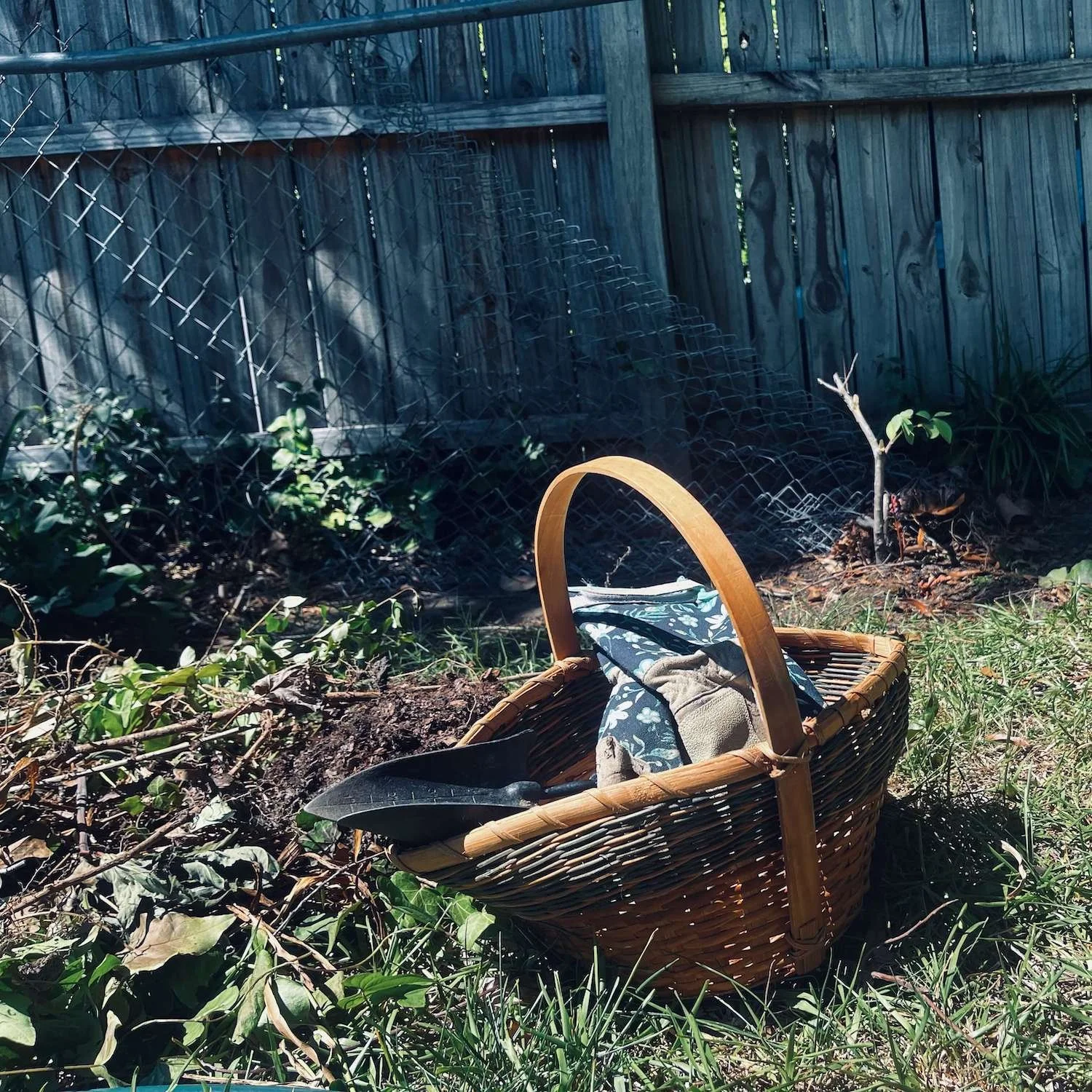 A woven wooden garden basket filled with floral patterned gardening gloves and a hand trowel, sitting on a grassy lawn next to yard clippings in a Greensboro, North Carolina backyard with weathered wooden privacy and chainlink fences in background.