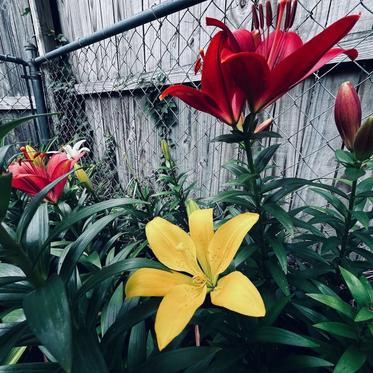 Vibrant red and yellow Asiatic lilies blooming in a lush green backyard garden against a weathered wooden fence and chain-link border.