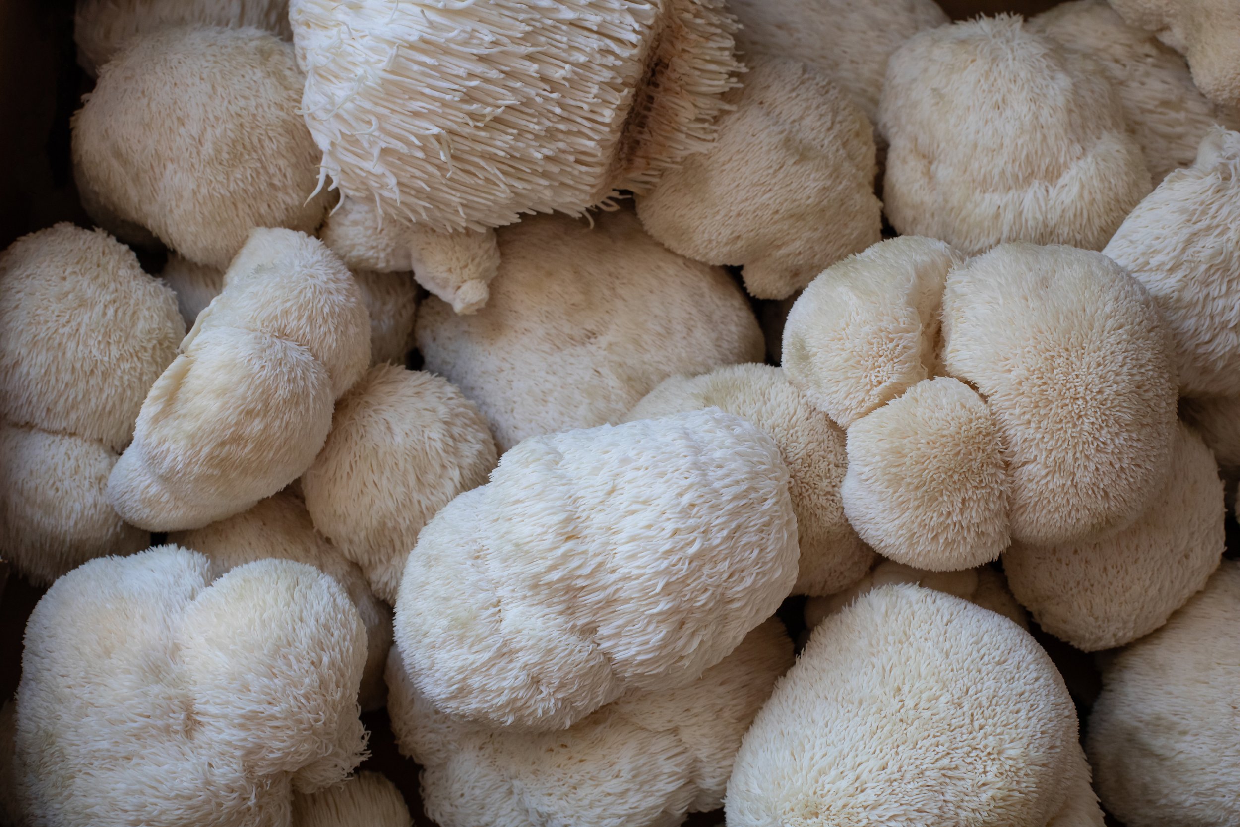 Lions mane lots close up.jpeg