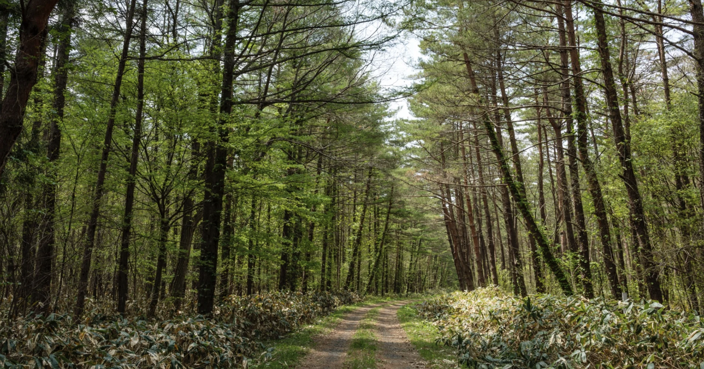 ROOV_Website_Roovmail_Japan-Azuma Farm-Aman-Jen Johnson-Luxury Travel-Iwate.png