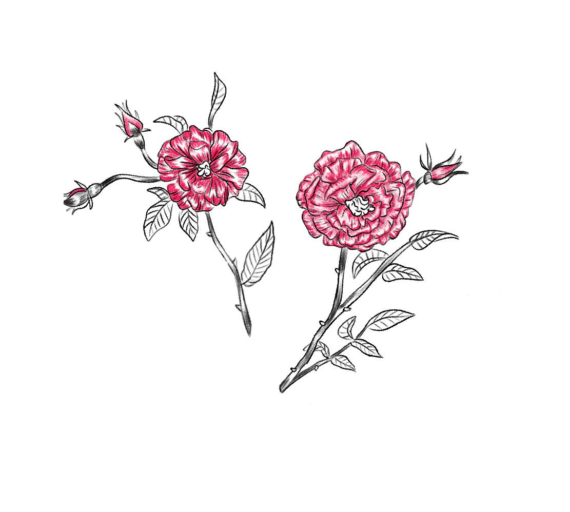 Bloem_charis stephanie.png