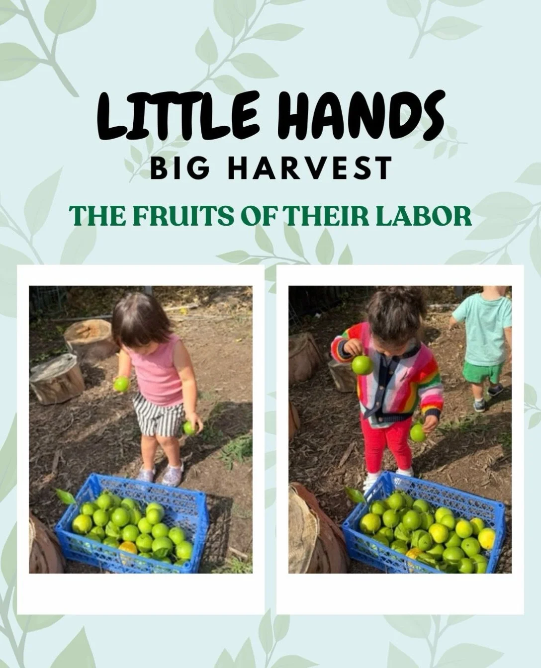 Little hands, big harvest!

There is nothing quite like the magic of watching little ones learn where their food comes from. Through curiosity, patience, and a whole lot of teamwork, our tiny gardeners got to experience the true fruits of their labor