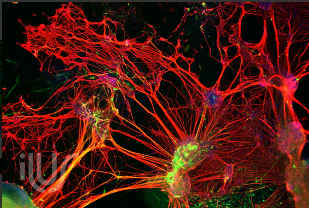 Noble Warrior Podcast