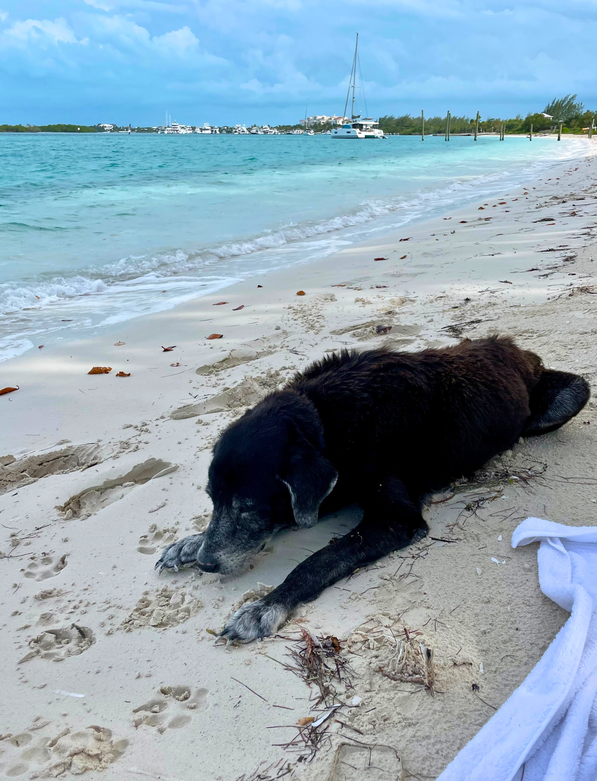 Old Dog Sleeping on the Beach TCI.png
