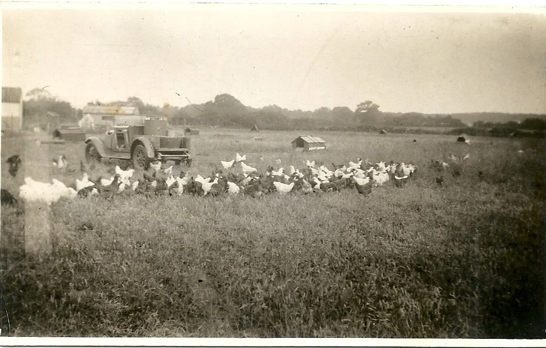 Joy-farms-surrey-free-range-eggs-1940s-0019.jpg