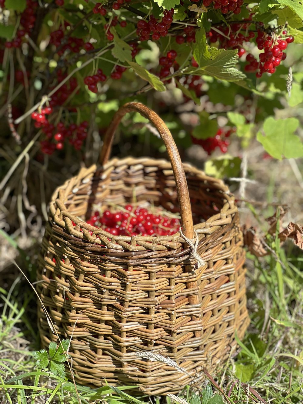Berry-basket-with-redcurrants-joy-farms-craft-workshops-surrey-3.JPEG