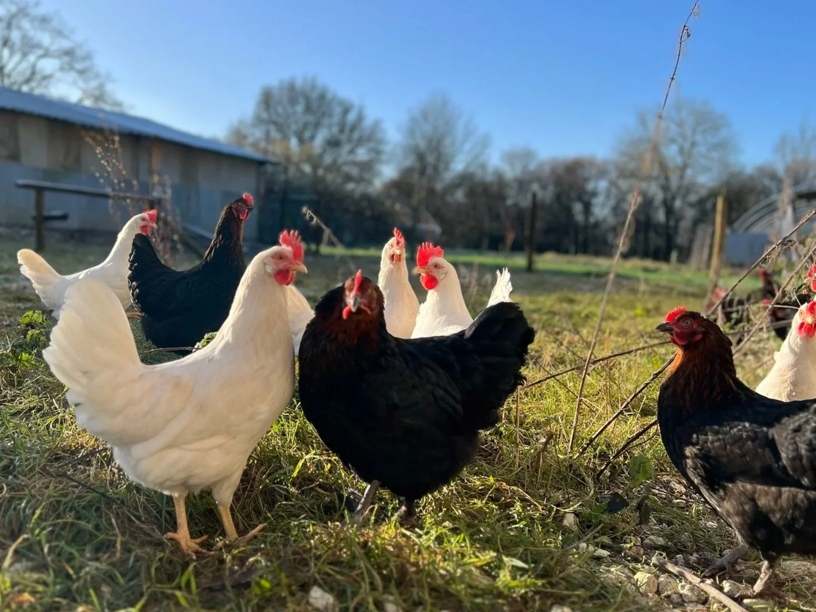 Joy-Farms-Surrey-Gourmet-Free-Range-Eggs40+%281%29.jpg