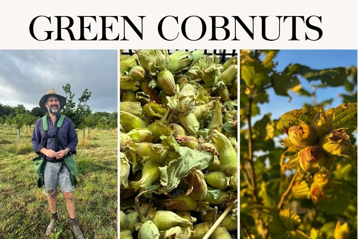 Green Cobnuts on farm in Surrey