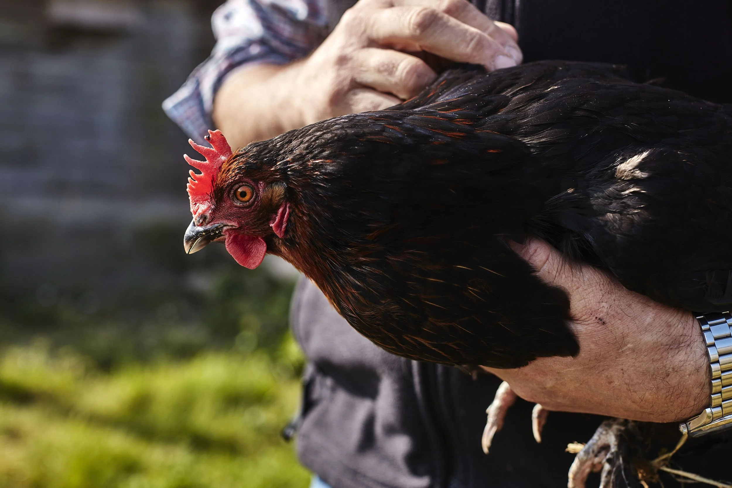 Joy-Farms-free-range-eggs-Surrey-39-web-res.jpg