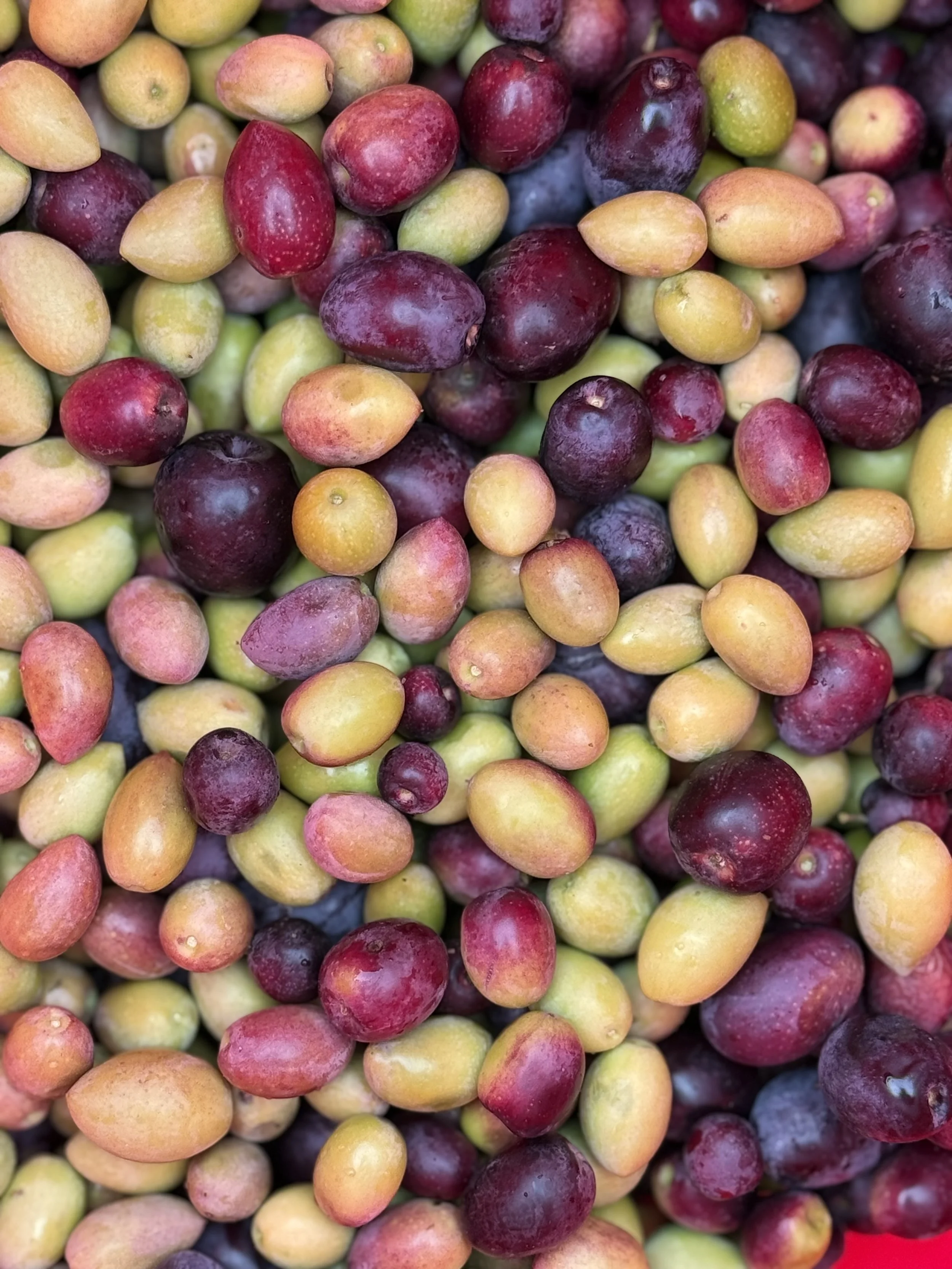 Mixed Olives _ IRVF 2025.jpg