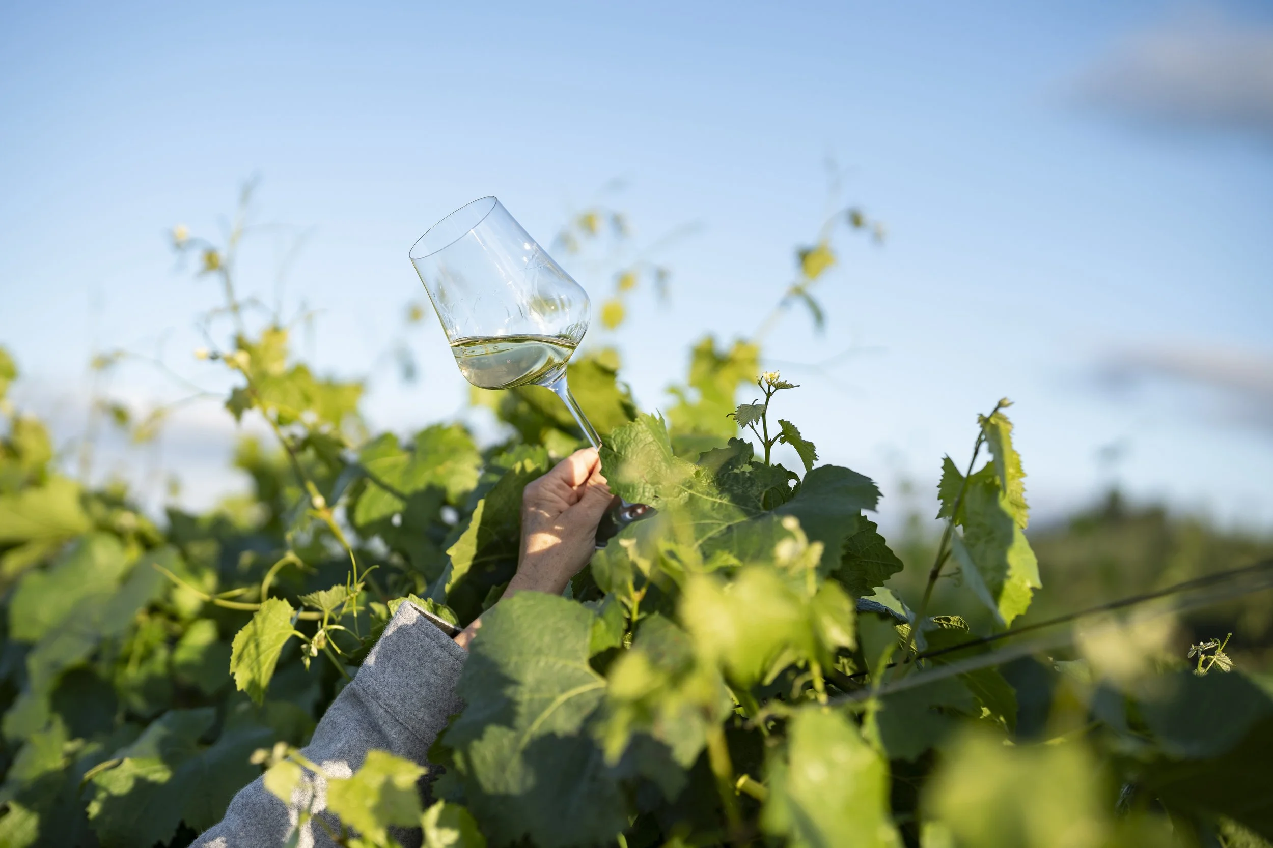 InguzRowJuly2025-21 _ CHA in glgass above vines horiz.jpeg