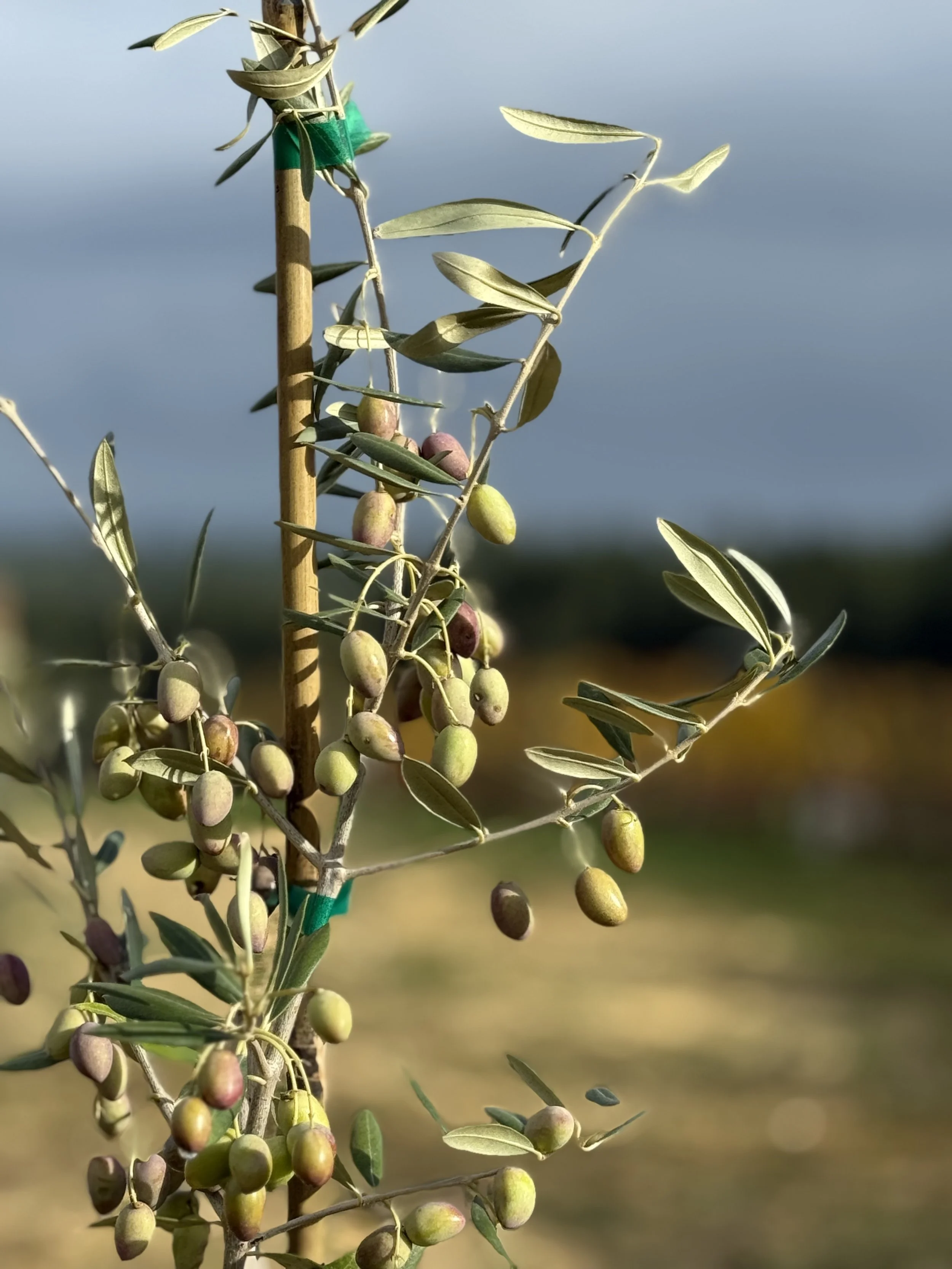 Green Olive Tree.jpg