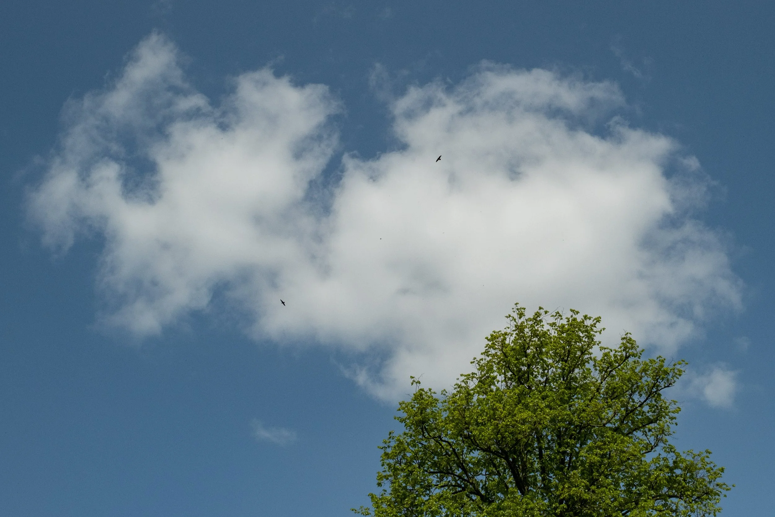 Two red kites, using the thermals of a sunny spring day in Neverstaven