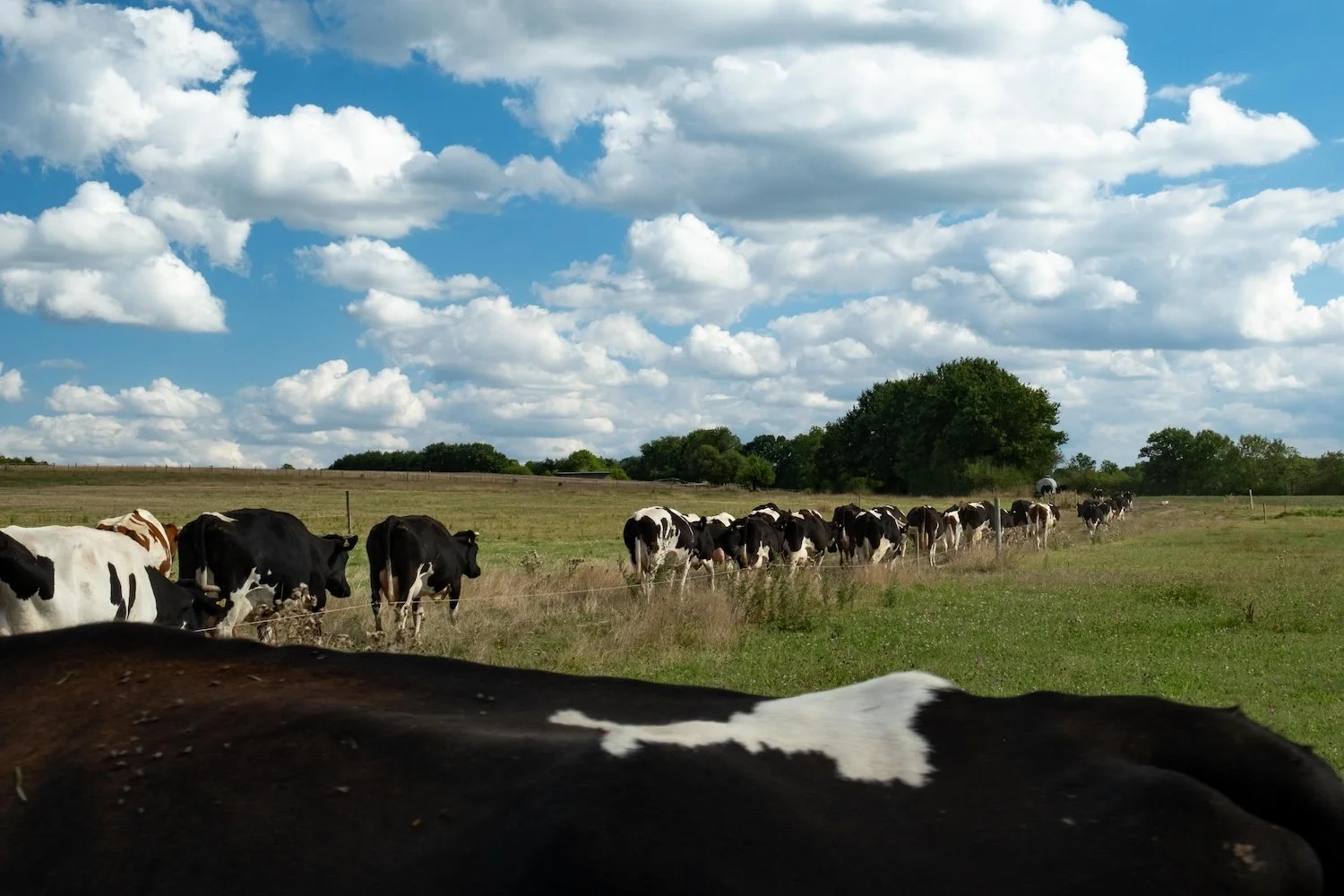 DSCF4509.jpg