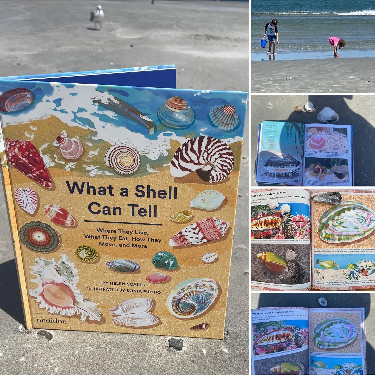 *Beach Science!*

Our homeschool... is not at home.

We have been loving learning about oceans and marine life - from books, documentaries, and so many resources! But of course, the best place to learn is... the beach!

Today, we learned about shells