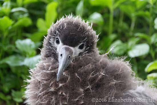 Kauaʻi Albatross, 2016