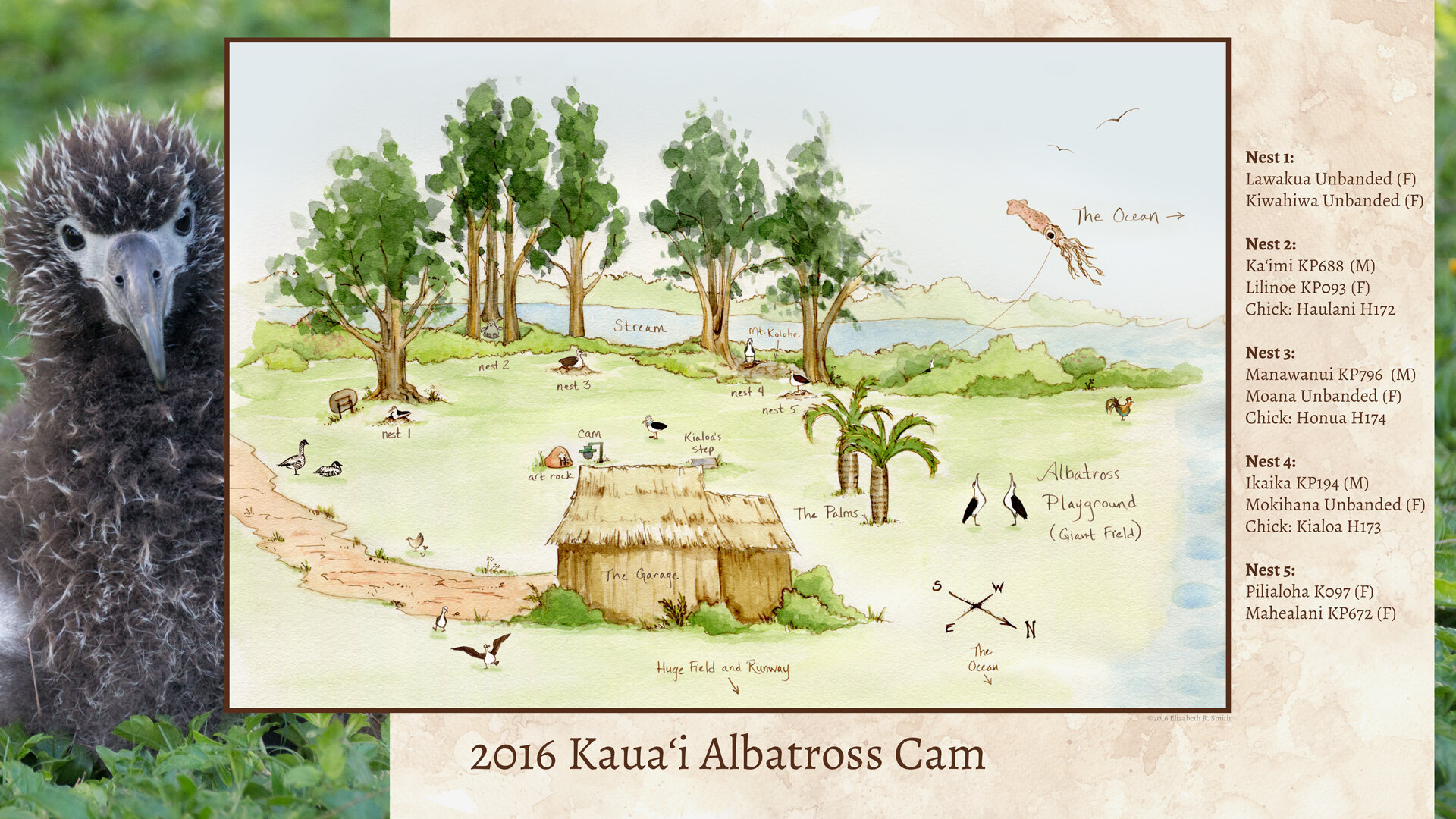 2016 Kauaʻi Albatross Cam Map