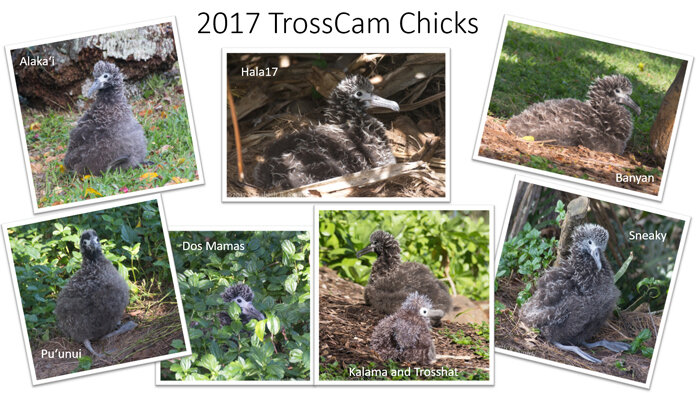 Cornell Lab Kauai Albatross Cam Resources