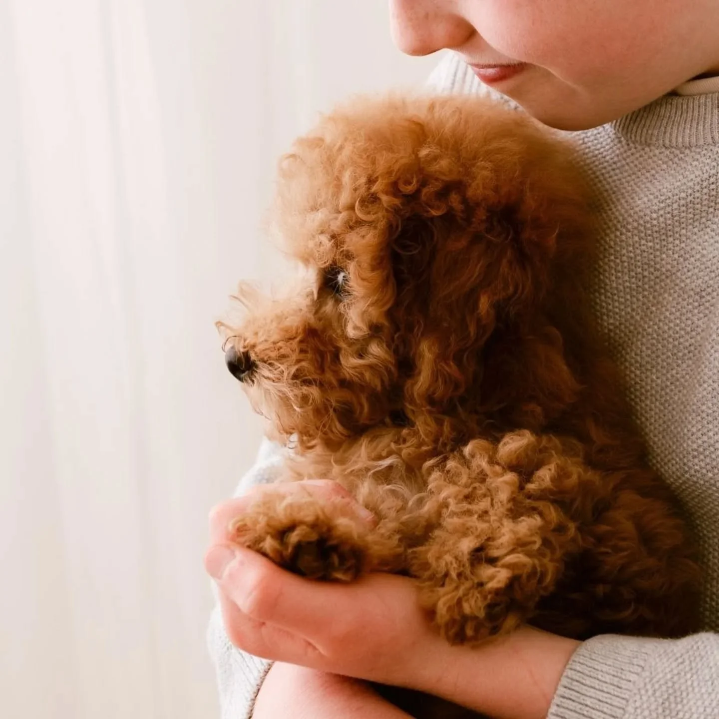 When your best pal gets a pup 🧡🤎

Don't be fooled by the cute, calm photos...she's a pocket rocket! 

The hope is that she and Duggie would be good pals forever 🤞🏻🤞🏻🤞🏻