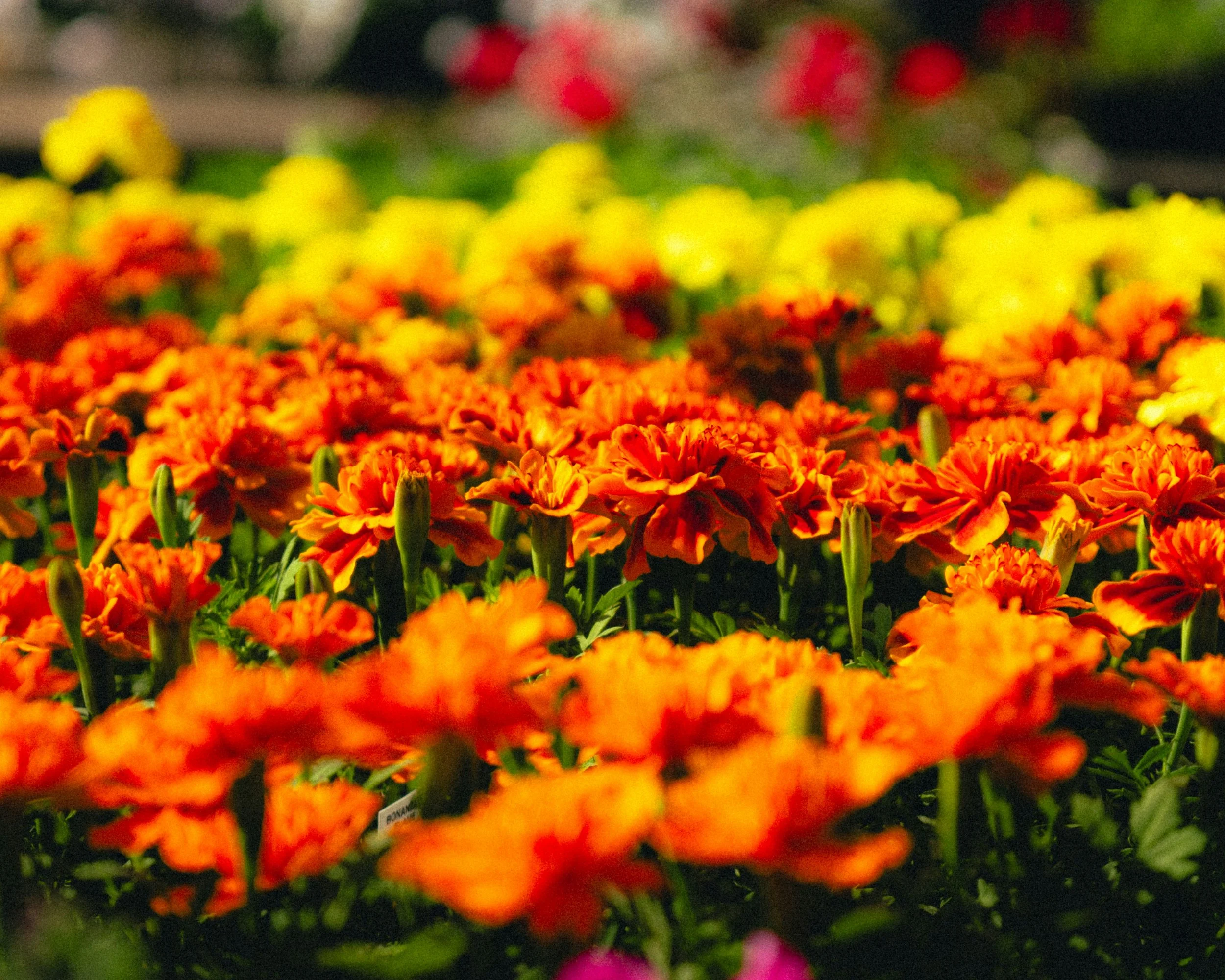 Close-up of orange and yellow flowers with green stems, in a blurred background of flowers in red, pink, and dark colors.
