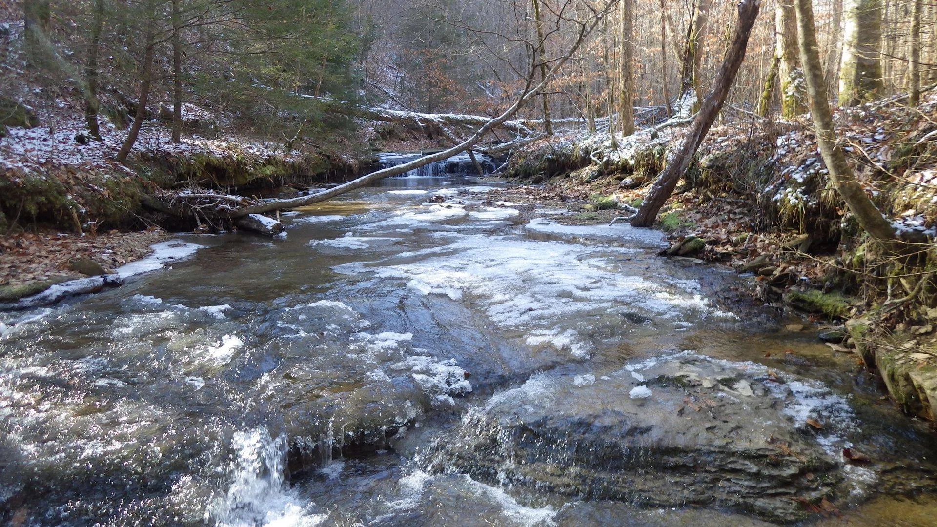 Our Fish — Conservation Fisheries