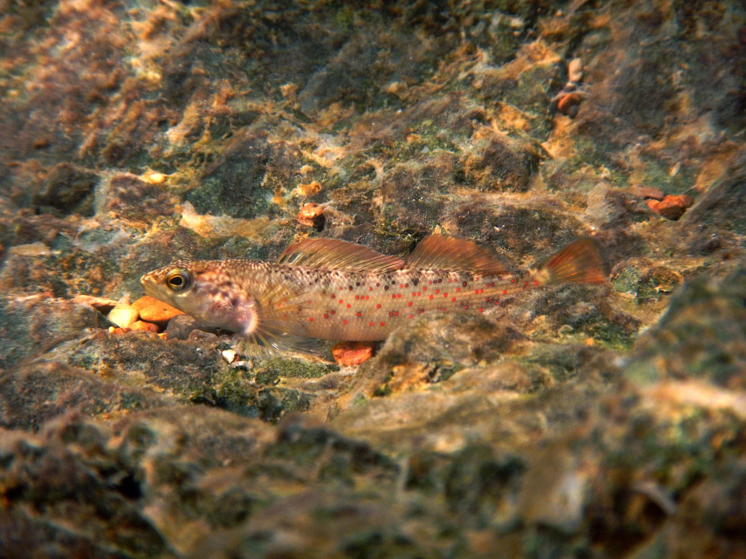 Darters — Conservation Fisheries