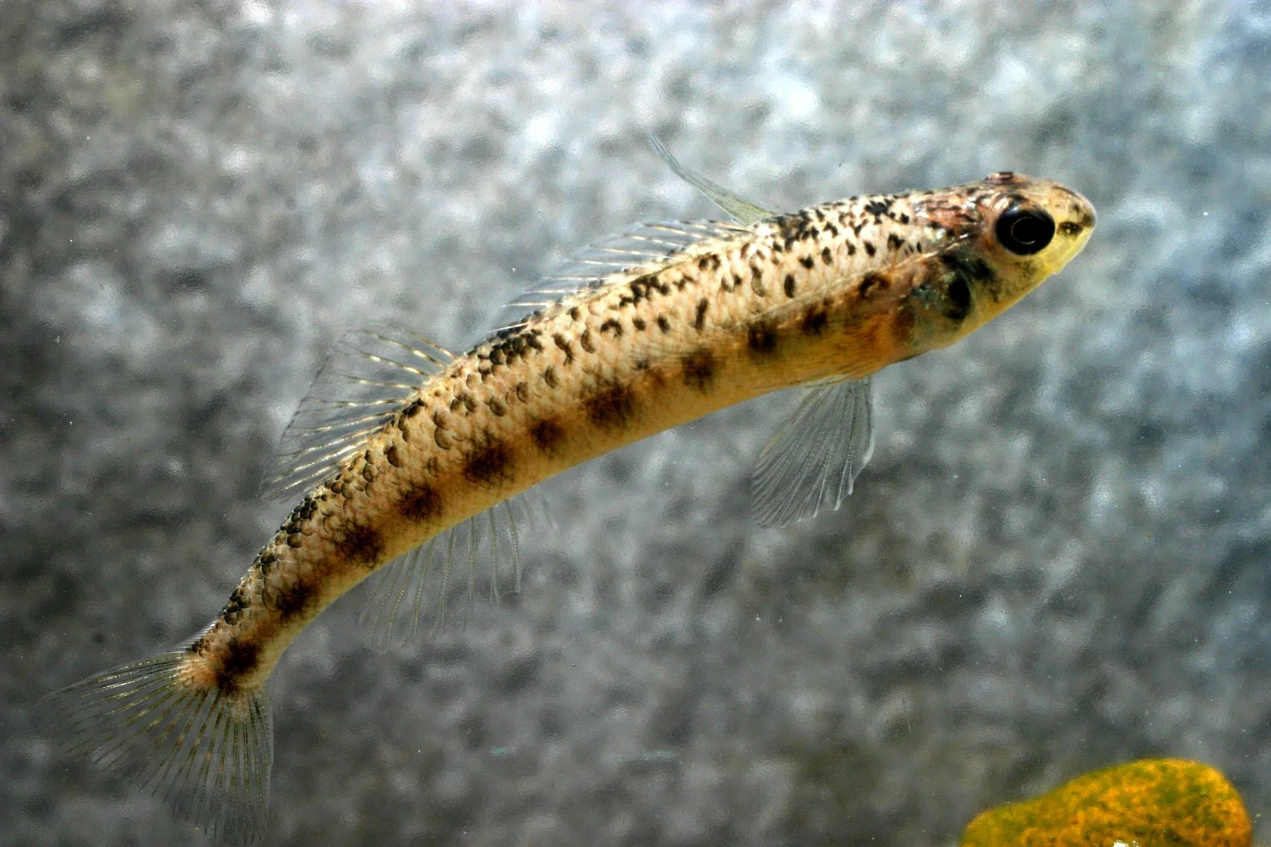 Darters — Conservation Fisheries